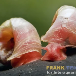 Kleine Posthornschnecke rot, Planorbella duryi var. Rot Direktkauf